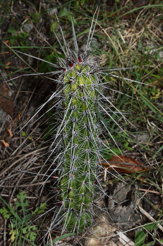 Lemaireocereus hollianus