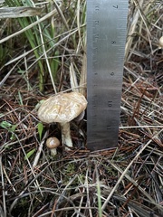 Suillus umbonatus