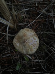Suillus umbonatus