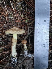 Suillus umbonatus