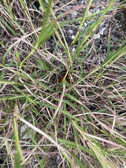 Danaus