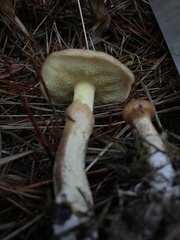 Suillus umbonatus