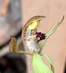 Caladenia transitoria