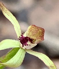 Caladenia transitoria