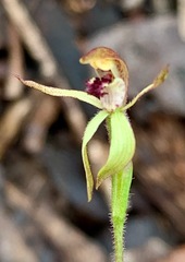 Caladenia transitoria