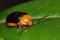 Alagoasa acutangula
