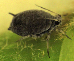 Aphis hederae