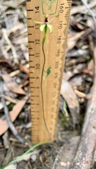 Caladenia transitoria