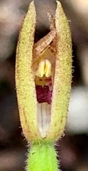 Caladenia transitoria