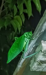 Stilpnochlora azteca