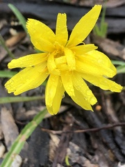 Microseris