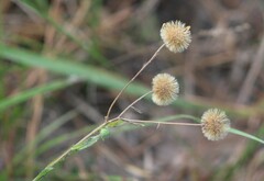 Bradburia pilosa