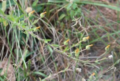 Bradburia pilosa