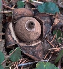 Geastrum