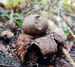Geastrum