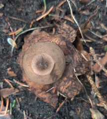 Geastrum