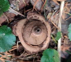 Geastrum