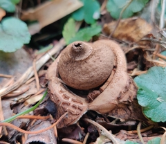 Geastrum