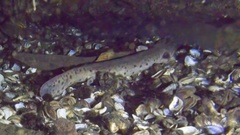 Necturus maculosus