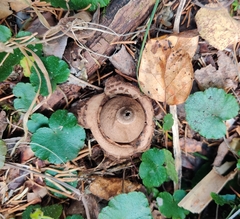 Geastrum
