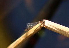 Nehalennia pallidula