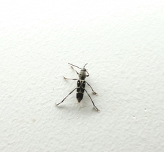 Xylotrechus smei