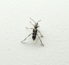 Xylotrechus smei