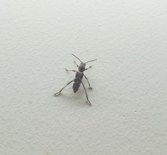 Xylotrechus smei