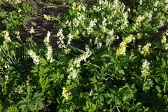 Corydalis bracteata