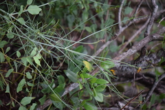Thelesperma filifolium