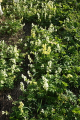 Corydalis bracteata