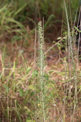Liatris bridgesii