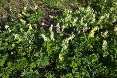 Corydalis bracteata