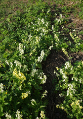 Corydalis bracteata
