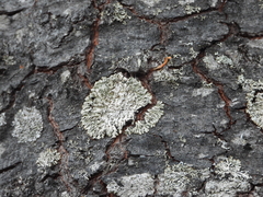 Parmeliopsis hyperopta