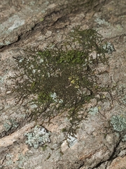 Frullania eboracensis