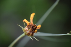 Thelesperma filifolium