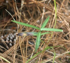 Asclepias