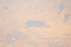 Mayaheros urophthalmus