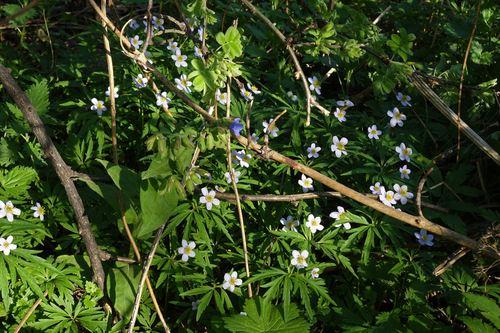 Anemonoides caerulea (Anemonoides caerulea)