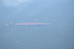 Lepisosteus platyrhincus