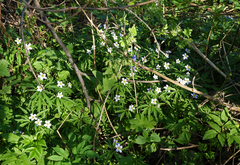 Anemonoides caerulea