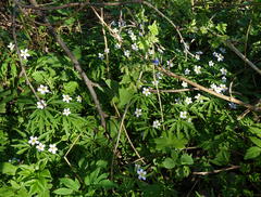 Anemonoides caerulea