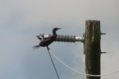 Nannopterum brasilianum