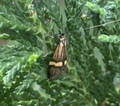 Nemophora degeerella