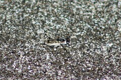 Habroscelimorpha dorsalis