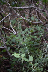 Thelesperma filifolium