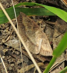 Taxeotis perlinearia