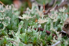 Cladonia verticillata
