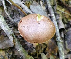 Aureoboletus pseudoauriporus